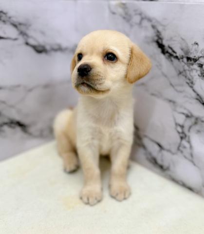 ラブラドールレトリーバー【動画あり】久しぶりの大型犬♡ベビーフェイスでめちゃ可愛です♡の写真5