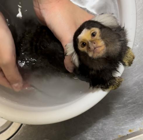 コモンマーモセットの写真3