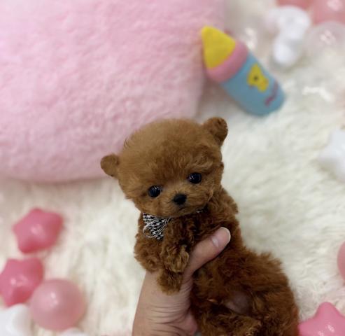 トイプードル🫧ティーカッププードル🫧の写真2