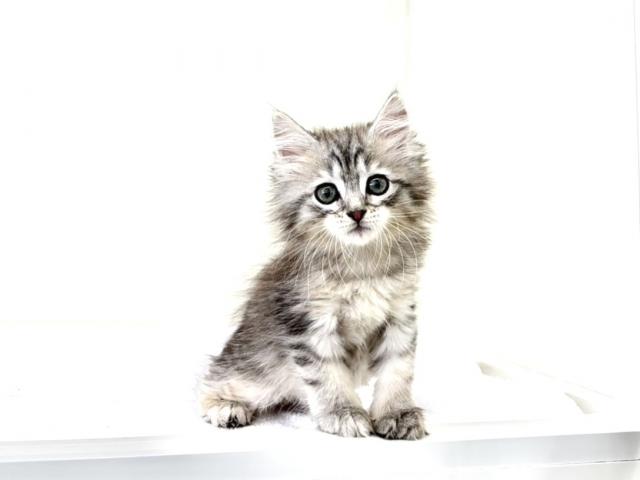 サイベリアン825の写真4