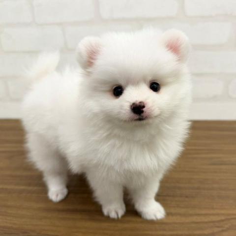 ハーフ(チワポメ)