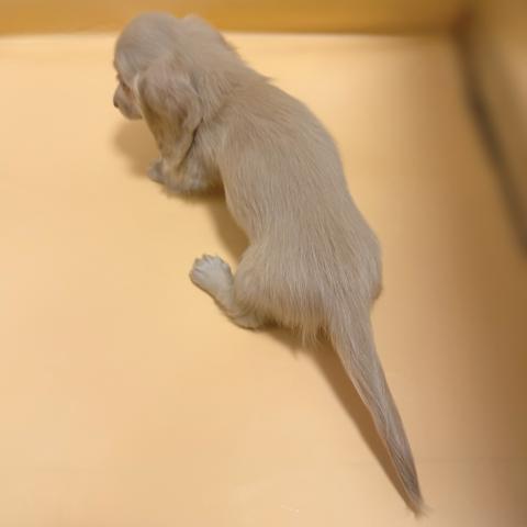 ミニチュアダックスフンドの写真5