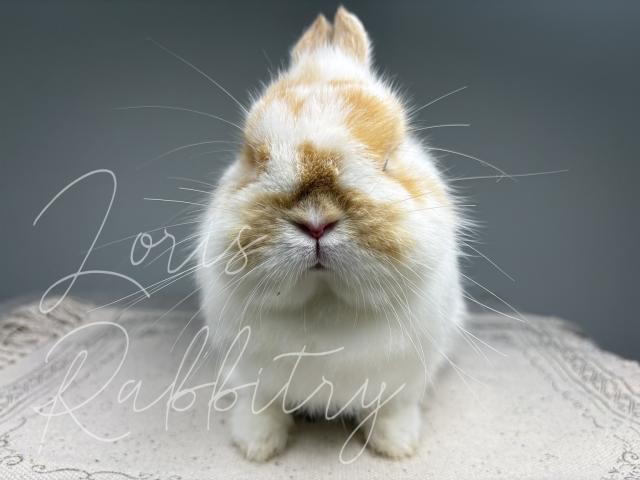 LORIS RABBITRY - MORGANA - DOE