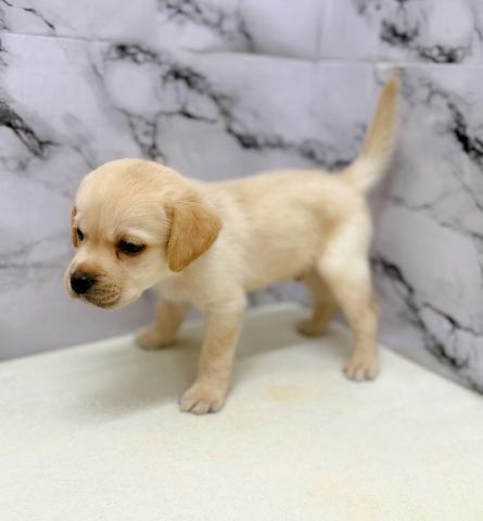 ラブラドールレトリーバー【動画あり】久しぶりの大型犬♡ベビーフェイスでめちゃ可愛です♡の写真6