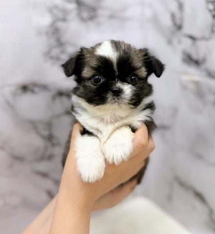 MIXチワワ×シーズー【動画あり】激かわ兄妹で入舎♡もちもちコロコロの女の子の写真4