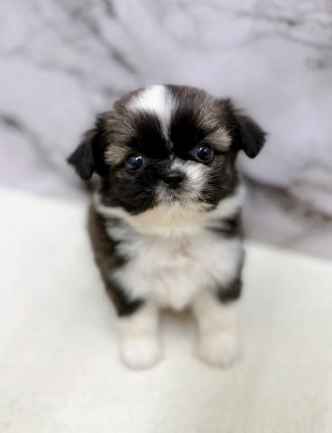 MIXチワワ×シーズー【動画あり】激かわ兄妹で入舎♡もちもちコロコロの女の子の写真2