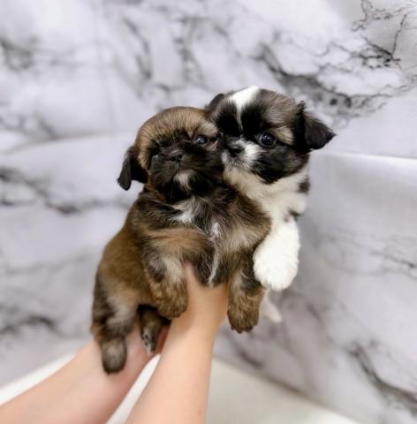 MIXチワワ×シーズー【動画あり】激かわ兄妹入舎♡暗めのグラデーションがきれいな男の子の写真4
