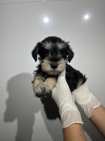 ミニチュアシュナウザー5523の写真2