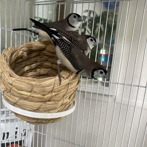 ◆決算セール対象 カノコスズメ 鹿子雀 3羽いますの写真2