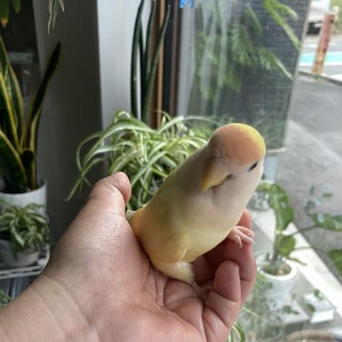 ◆決算セール対象 コザクラインコ アルビノ 挿し餌で育てましたの写真2