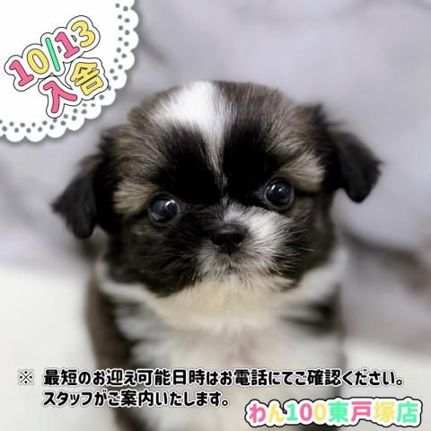 MIXチワワ×シーズー【動画あり】激かわ兄妹で入舎♡もちもちコロコロの女の子