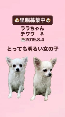 チワワ（ロングコート）の写真（奈良県）