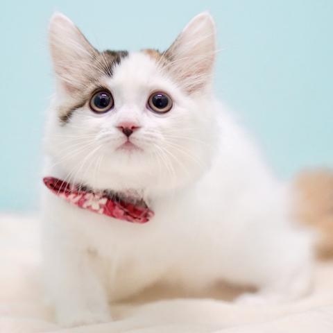 サイベリアンの写真6