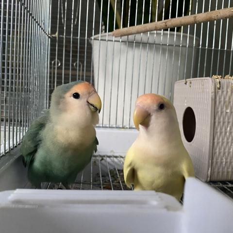 ◆決算セール対象 コザクラインコ 挿し餌で育てましたの写真2