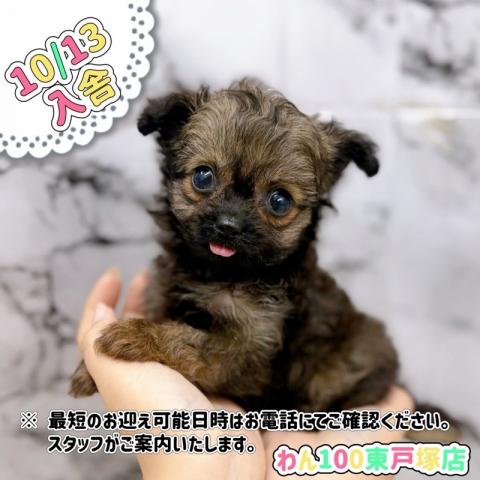 MIXLチワワ×トイプードル【動画あり】ちょこんと出ている舌がお茶目で可愛らしい女の子
