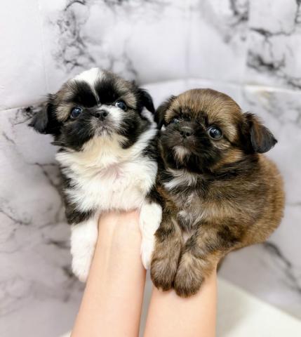MIXチワワ×シーズー【動画あり】激かわ兄妹入舎♡暗めのグラデーションがきれいな男の子の写真5