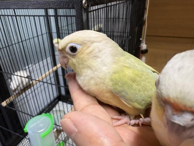 ウロコインコの写真2