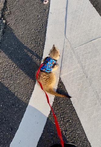 ミーアキャットの写真4