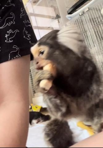 コモンマーモセット