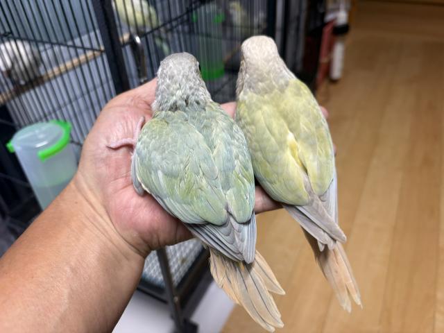 ウロコインコ