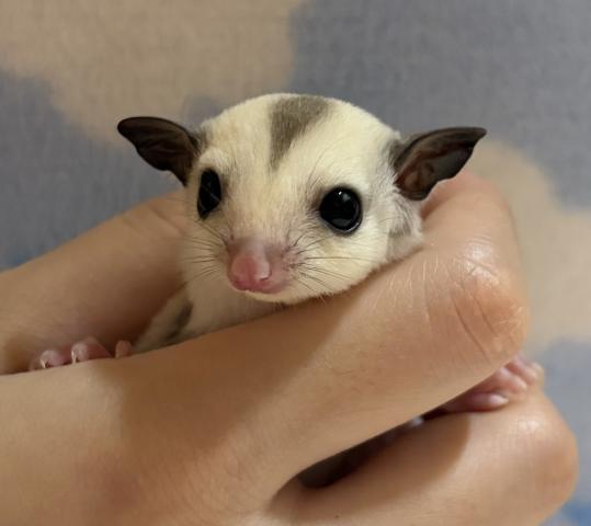 プラチナ