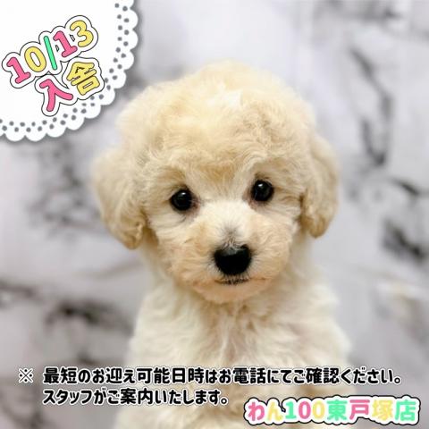 トイプードル【動画あり】クリーム色の優しい毛並みが可愛らしい男の子