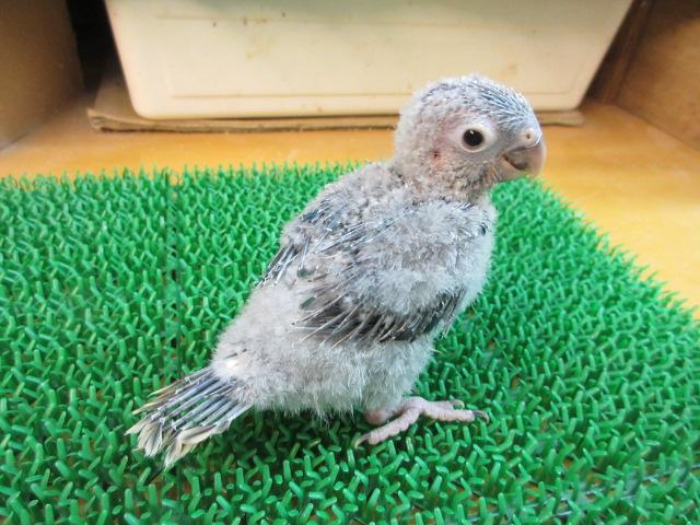 ホオミドリウロコインコの写真3