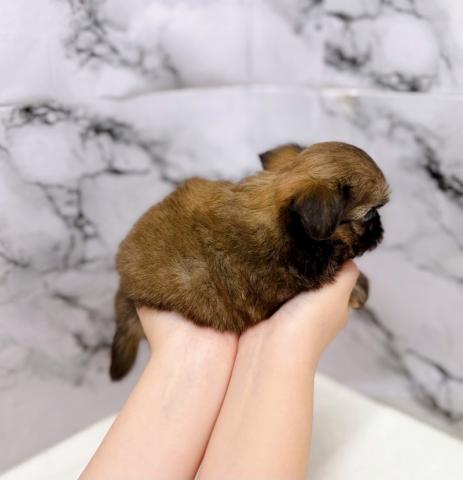 MIXチワワ×シーズー【動画あり】激かわ兄妹入舎♡暗めのグラデーションがきれいな男の子の写真6
