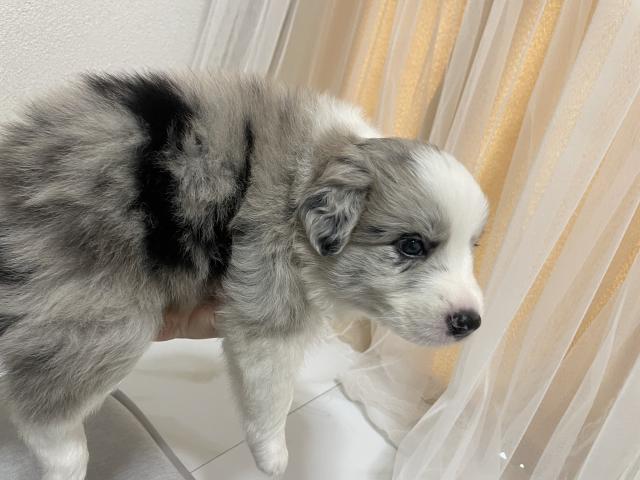 ボーダーコリーの写真4