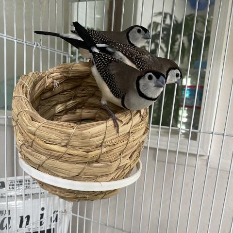◆決算セール対象　カノコスズメ　鹿子雀　3羽います