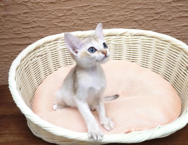 シンガプーラの写真4