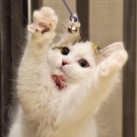 サイベリアンの写真3