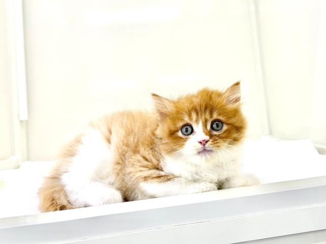 サイベリアン065の写真4