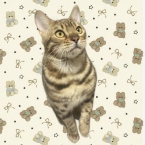 ベンガルの写真3