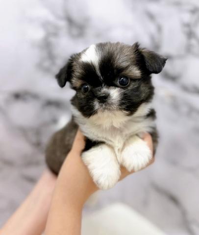 MIXチワワ×シーズー【動画あり】激かわ兄妹で入舎♡もちもちコロコロの女の子の写真3