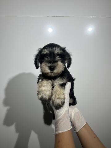 ミニチュアシュナウザー4689の写真2