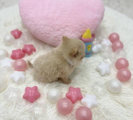 MIX🫧極小チワプー🫧の写真3