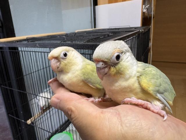 ウロコインコの写真3