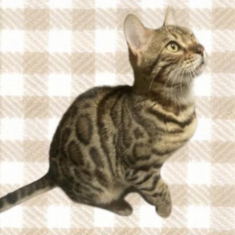 ベンガルの写真2