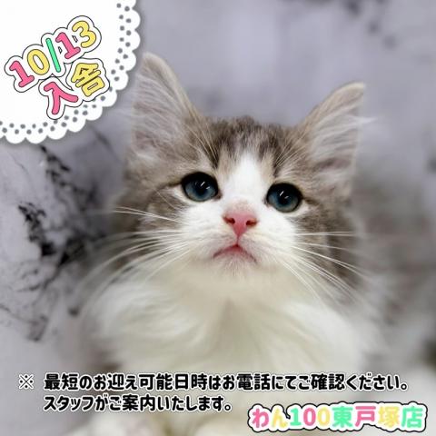 ノルウェージャンフォレストキャット【動画あり】ゴロゴロ甘えん坊の男の子