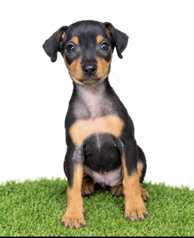 ミニチュアピンシャーの写真3