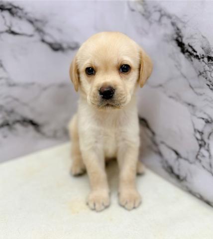 ラブラドールレトリーバー【動画あり】久しぶりの大型犬♡ベビーフェイスでめちゃ可愛です♡の写真2