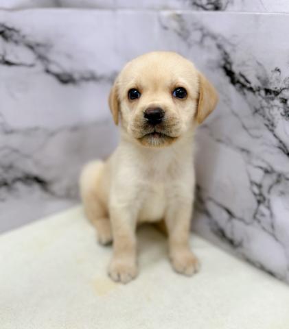 ラブラドールレトリーバー【動画あり】久しぶりの大型犬♡ベビーフェイスでめちゃ可愛です♡の写真4