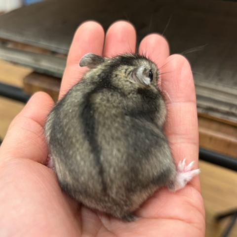 ハムスター ジャンガリアンハムスターの写真3