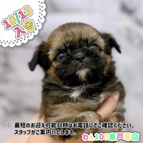 MIXチワワ×シーズー【動画あり】激かわ兄妹入舎♡暗めのグラデーションがきれいな男の子