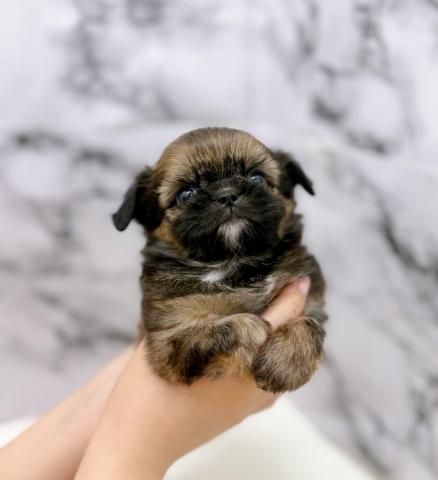 MIXチワワ×シーズー【動画あり】激かわ兄妹入舎♡暗めのグラデーションがきれいな男の子の写真2