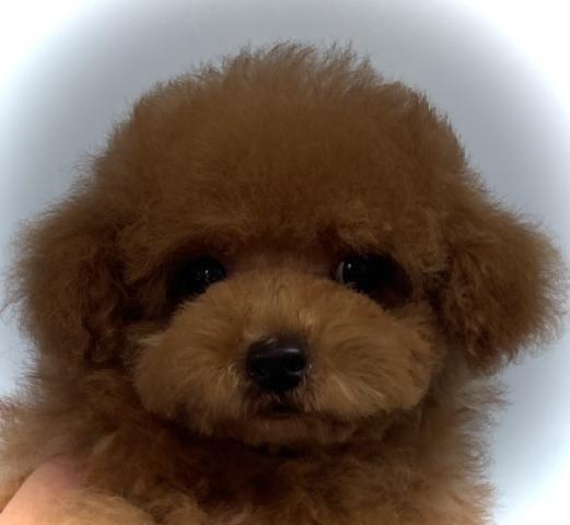トイプードル【プレミアクラス】小さめタイニーサイズのトイプードルくん🌴おトイレを覚えた賢い子🌴お問い合わせ3件入ってます✨