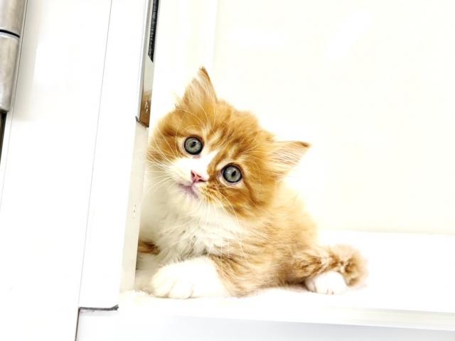 サイベリアン065の写真3