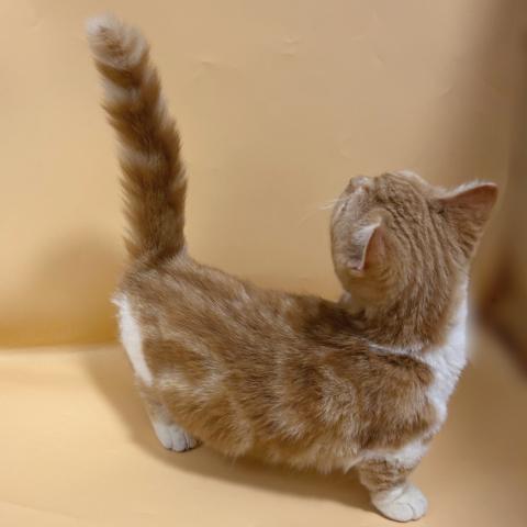 マンチカンの写真4