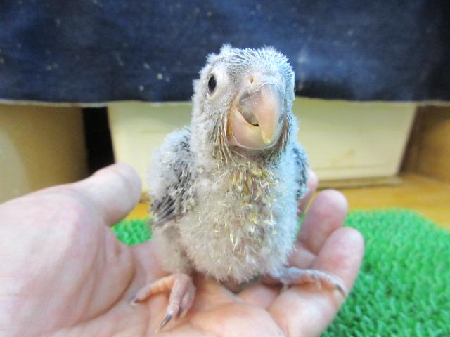 ホオミドリウロコインコ
